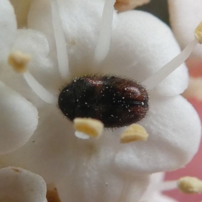 Dermestidae sp. (family) (Dermestid, carpet or hide beetles) at Kambah, ACT - 17 Sep 2020 by HarveyPerkins