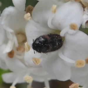 Dermestidae sp. (family) at Kambah, ACT - 17 Sep 2020