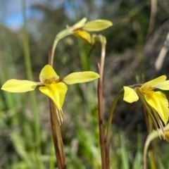 Diuris chryseopsis (Golden Moth) at Mount Taylor - 25 Sep 2020 by Shazw