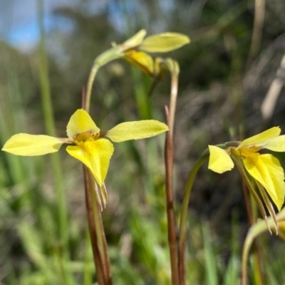 Diuris chryseopsis (Golden Moth) at Mount Taylor - 25 Sep 2020 by Shazw