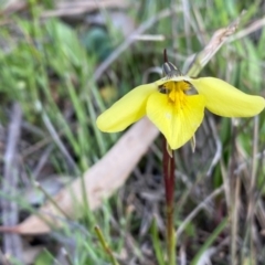 Diuris chryseopsis at Kambah, ACT - 25 Sep 2020