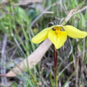 Diuris chryseopsis at Kambah, ACT - suppressed