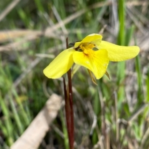 Diuris chryseopsis at Kambah, ACT - 25 Sep 2020