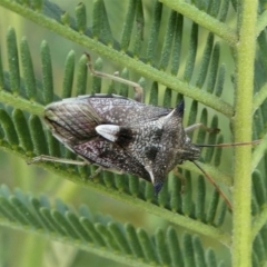 Oechalia schellenbergii (Spined Predatory Shield Bug) at Tuggeranong DC, ACT - 19 Sep 2020 by HarveyPerkins
