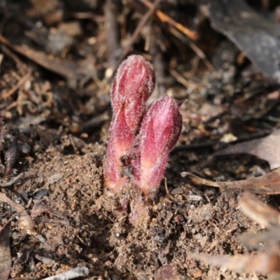 Orobanche minor (Broomrape) at Hawker, ACT - 25 Sep 2020 by AlisonMilton