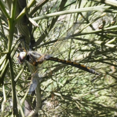 Hemicordulia tau (Tau Emerald) at Theodore, ACT - 26 Sep 2020 by owenh