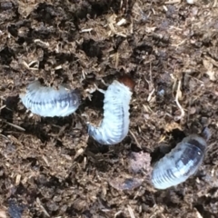 Scarabaeidae (family) (Scarab beetle, curl grub) at Kameruka, NSW - 26 Sep 2020 by LisaWhite