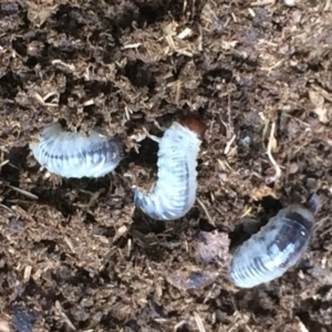 Scarabaeidae (family) at Kameruka, NSW - 26 Sep 2020