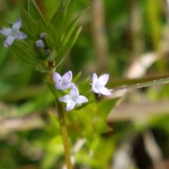 Sherardia arvensis (Field Madder) at Ginninderry Conservation Corridor - 26 Sep 2020 by trevorpreston