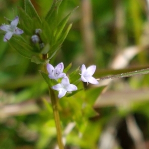 Sherardia arvensis at Holt, ACT - 26 Sep 2020 12:24 PM