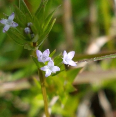 Sherardia arvensis (Field Madder) at Ginninderry Conservation Corridor - 26 Sep 2020 by trevorpreston