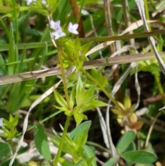 Sherardia arvensis at Holt, ACT - 26 Sep 2020 12:24 PM