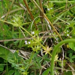 Sherardia arvensis at Holt, ACT - 26 Sep 2020 12:24 PM