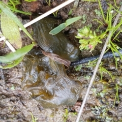 Nostoc sp. (genus) (A cyanobacterium) at Holt, ACT - 26 Sep 2020 by trevorpreston