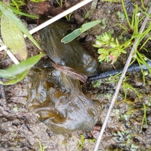 Nostoc sp. (genus) at Holt, ACT - 26 Sep 2020