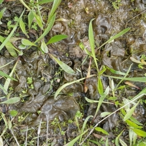 Nostoc sp. (genus) at Holt, ACT - 26 Sep 2020