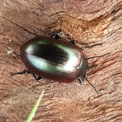 Chalcopteroides spectabilis (Rainbow darkling beetle) at Holt, ACT - 26 Sep 2020 by trevorpreston