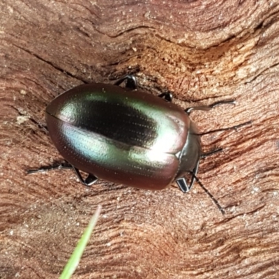 Chalcopteroides spectabilis (Rainbow darkling beetle) at Holt, ACT - 26 Sep 2020 by trevorpreston