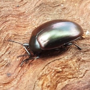 Chalcopteroides spectabilis at Holt, ACT - 26 Sep 2020