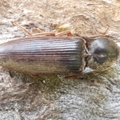 Monocrepidius (genus) (Click beetle) at Holt, ACT - 26 Sep 2020 by trevorpreston