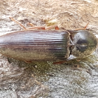 Monocrepidius (genus) (Click beetle) at Holt, ACT - 26 Sep 2020 by trevorpreston