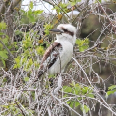 Dacelo novaeguineae (Laughing Kookaburra) at Murrumbateman, NSW - 24 Sep 2020 by davobj