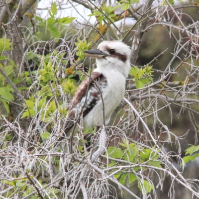 Dacelo novaeguineae (Laughing Kookaburra) at Murrumbateman, NSW - 23 Sep 2020 by davobj