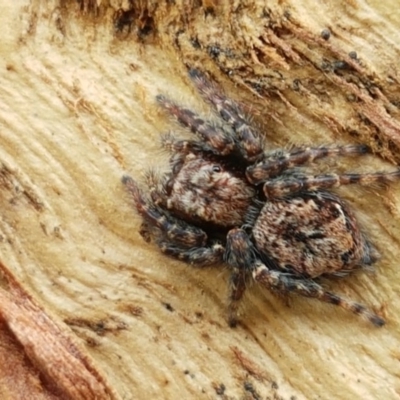 Servaea sp. (genus) (Unidentified Servaea jumping spider) at Holt, ACT - 26 Sep 2020 by trevorpreston