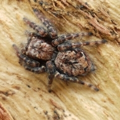 Servaea sp. (genus) at Holt, ACT - 26 Sep 2020 12:31 PM