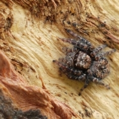 Servaea sp. (genus) at Holt, ACT - 26 Sep 2020