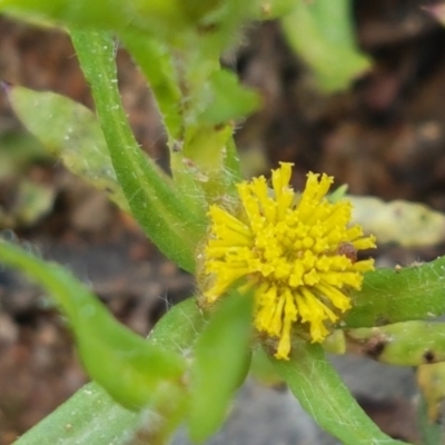 Triptilodiscus pygmaeus (Annual Daisy) at Holt, ACT - 26 Sep 2020 by trevorpreston