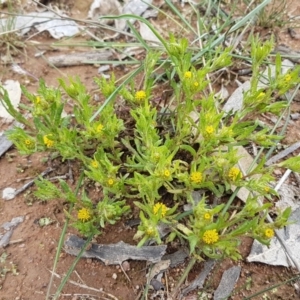 Triptilodiscus pygmaeus at Holt, ACT - 26 Sep 2020