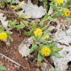 Triptilodiscus pygmaeus at Holt, ACT - 26 Sep 2020