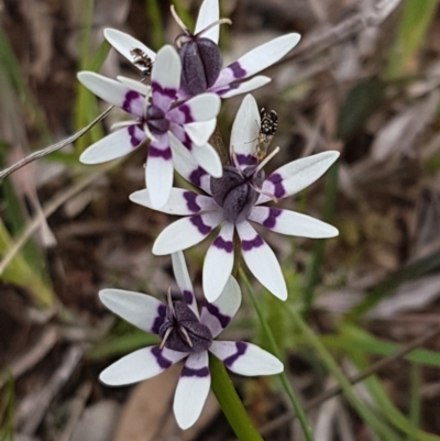 Wurmbea dioica subsp. dioica (Early Nancy) at Holt, ACT - 26 Sep 2020 by trevorpreston