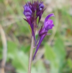 Linaria pelisseriana (Pelisser's Toadflax) at Holt, ACT - 26 Sep 2020 by tpreston