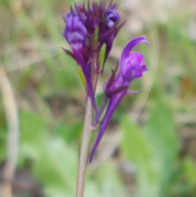 Linaria pelisseriana (Pelisser's Toadflax) at Holt, ACT - 26 Sep 2020 by trevorpreston