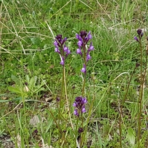 Linaria pelisseriana at Holt, ACT - 26 Sep 2020