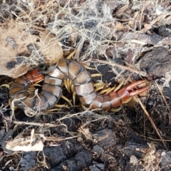 Cormocephalus aurantiipes (Orange-legged Centipede) at Ginninderry Conservation Corridor - 26 Sep 2020 by trevorpreston