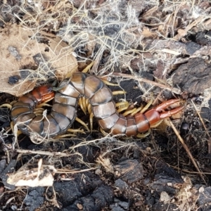 Cormocephalus aurantiipes at Holt, ACT - 26 Sep 2020