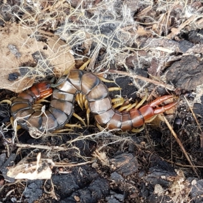 Cormocephalus aurantiipes (Orange-legged Centipede) at Ginninderry Conservation Corridor - 26 Sep 2020 by trevorpreston