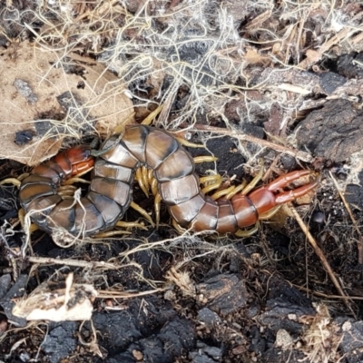 Cormocephalus aurantiipes (Orange-legged Centipede) at Holt, ACT - 26 Sep 2020 by trevorpreston