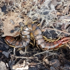 Cormocephalus aurantiipes at Holt, ACT - 26 Sep 2020 12:59 PM