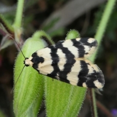 Thallarcha trissomochla (Yellow Crossed Footman) at Wanniassa Hill - 19 Sep 2020 by HarveyPerkins