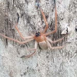 Delena cancerides at Holt, ACT - 26 Sep 2020 01:22 PM