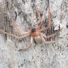 Delena cancerides (Social huntsman spider) at Holt, ACT - 26 Sep 2020 by tpreston