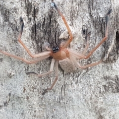 Delena cancerides at Holt, ACT - 26 Sep 2020 01:22 PM