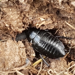 Platyzosteria similis at Holt, ACT - 26 Sep 2020 01:28 PM