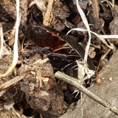 Platyzosteria similis at Holt, ACT - 26 Sep 2020