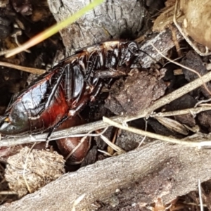 Platyzosteria similis at Holt, ACT - 26 Sep 2020 01:28 PM