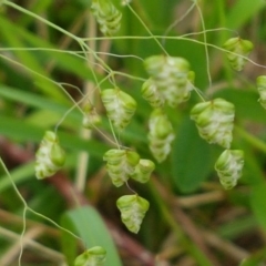 Briza minor (Shivery Grass) at Holt, ACT - 26 Sep 2020 by tpreston